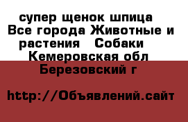 супер щенок шпица - Все города Животные и растения » Собаки   . Кемеровская обл.,Березовский г.